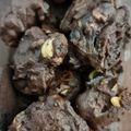 Cooksnap dari Elliza Amris Makmur untuk resep Choco Chips Cookies