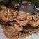 Cooksnap dari Ratisa Datau untuk resep Udang masak saos padang