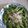 Rafandha Raiy Semrawood's cooksnap of when they made Garlic Snow Peas With Lemon Zest and Parmesan.