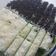 Cooksnap dari Rikhly Desy M untuk resep Brownies kukus pandan