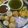 Bhumi Parikh's cooksnap of when they made ચટપટી પાણીપુરી (Chatpati Panipuri Recipe In Gujarati).