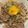 รูป Cooksnap ของ Supphanakorn Puttharaksa เมื่อเขาทำ ข้าวหน้าหมู/เนื้อ ญี่ปุ่น (กิวด้ง)