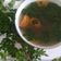 Cooksnap dari MmRFFNSTY untuk resep Sayur Bening Daun Kelor