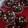 Cooksnap dari Temmy Thamrin untuk resep Muffin coklat super nyoklat,NO MIXER hasil tinggi menjulang alias High Dome! XD