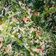 Cooksnap dari Astri Lestari untuk resep Urap Sayur