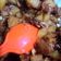 Cooksnap dari Ayunda Aurita untuk resep Niiyama Sambal Goreng kentang Tempe Sakura Ebi