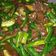 Cooksnap dari Mimin Suminarsih untuk resep Daging Cabe Ijo
