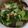 Cooksnap dari Antoine A. P. untuk resep Resep Sawi Pokcoy Tumis Saos Tiram dan Jamur (Chinese Food)
