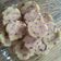 Cooksnap dari mrs.x untuk resep Bolu Kukus Gulung Ekonomis
