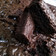 Cooksnap dari Angela Rin untuk resep Brownies Panggang