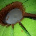 Cooksnap dari Syarkiah Harahap untuk resep Bolu Pandan Coklat Kukus No Mixer