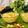 Anita Desai's cooksnap of when they made मैंगो कस्टर्ड (mango custard recipe in marathi).