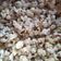 Cooksnap dari Selma Gusmira untuk resep Popcorn Coklat