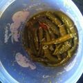 vinita का कुकस्नैप जब उन्होंने हरी मिर्च नींबू का अचार (hari mirch nimbu ka achar recipe in Hindi) बनाया था।