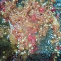 Cooksnap dari Fitri Kumala untuk resep Sambal geprek