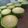 El cooksnap de Andrea Gimenez cuando hizo Muffins de vainilla y dulce de leche.