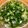 Hubert Lin 的 蔥油醬 cooksnap