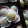Cooksnap dari wheny untuk resep Spiral mooncake / bakpia lapis