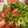 El cooksnap de Claudio Molina cuando hizo Ensalada de sandía y queso fresco.