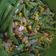 Cooksnap dari Agus S. Saputra untuk resep Tumis Buncis Jagung Udang
