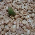 Cooksnap dari Ade Octaviany untuk resep Kacang Bawang Aroma Daun Jeruk