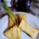 Cooksnap dari elvira Agustina untuk resep Risol Tahu Ebi