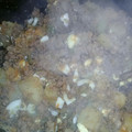 El cooksnap de Lüčïï Vïllärruel cuando hizo Relleno para empanadas (de carne picada).