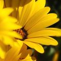 صورة من -Hamza Al Tayyar، شاركها بعد تجربة وصفة شيش طاووق💝اخذت الطريقه.من( safy
