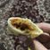 Cooksnap dari Agrista Ranu F untuk resep Cireng Isi Sosis Pedas #berburucelemekemas #resolusi2019
