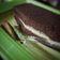 Cooksnap dari Raja Shinta untuk resep Brownies Lapis Keju Kukus Enak bikin Nagih