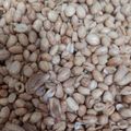 Cooksnap dari nurjanah untuk resep Kacang Goreng (gurih renyah)