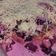 Cooksnap dari Ayindha untuk resep Salad Buah Creamy