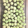 Cooksnap của Minh Chi Nguyen khi họ làm theo món Danish Butter Cookies (bánh quy bơ kiểu Đan Mạch)