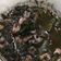 Cooksnap dari meta sakina untuk resep Cuhidas *cumi hitam pedas*