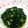 Cooksnap dari Lie Fang untuk resep Daun singkong tumbuk (Tung Ubi Cak)