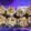 Cooksnap dari dapurDeToso untuk resep PeanutButter Cookies (Skippy) #kuekering
