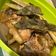 Cooksnap dari Deva Bachtari untuk resep Ayam Kecap Berempah ala Malaysia