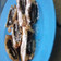 Cooksnap dari Nabila RU untuk resep Oreo Goreng