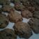 Cooksnap dari retha untuk resep Chewy Chocochips Cookies
