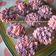 Cooksnap dari mommydhira untuk resep Eggless Coklat Cupcake