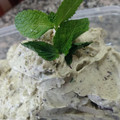 El cooksnap de Peluquería Dados cuando hizo Helado de menta con chocolate delicioso.