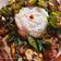 Cooksnap dari Revina untuk resep Ayam tangkap (khas Aceh)