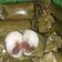 Cooksnap dari Veronica Giri Mariana untuk resep Lemper Abon