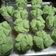 Cooksnap dari Huang Fang untuk resep Bolu Kukus 5 Bahan, All in One
