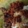 Cooksnap dari Puji Dewi untuk resep Teri nasi kacang balado