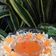 Cooksnap dari Imas Diken Alifiabella untuk resep Dimsum Siomay Ayam Sayur praktis