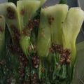 Cooksnap dari ari.maeve untuk resep Cah Pokcoy Bawang Putih Saos Tiram