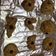 Su Grace 的 原味酵母司康Scone (無泡打粉版) cooksnap