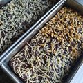 Cooksnap dari wilezid_kitchen untuk resep #299. Brownies Tape