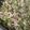 張子芸 的 蘿蔔葉雪理紅 cooksnap
